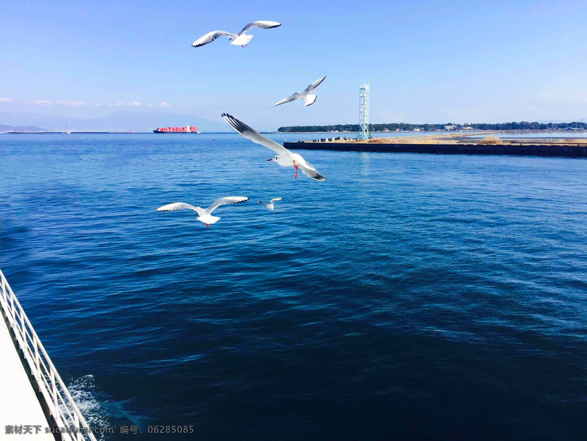 大海海鸥 蓝天 白云 大海 海洋 海面 海鸥 自然风景 自然景观
