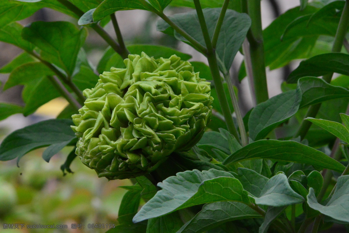 牡丹花 牡丹 观赏花卉 鼠姑 木芍药 百雨金 洛阳花 花朵 花瓣 花蕊 花卉 花儿 花草 植物 园林绿化 绿化景观 芍药牡丹 生物世界