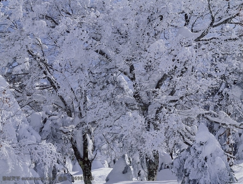 雪松 白雪 松树 树林 冬季雪松 大雪 雪景 冬天景色 冬季景色 冬季风光 冬天美景 冬天 冬季 积雪 银色世界 雪树 雪地 美丽风光 美丽风景 风光图片 冬季美景 自然风景 自然景观 自然风光 风光摄影 自然 景色 高清