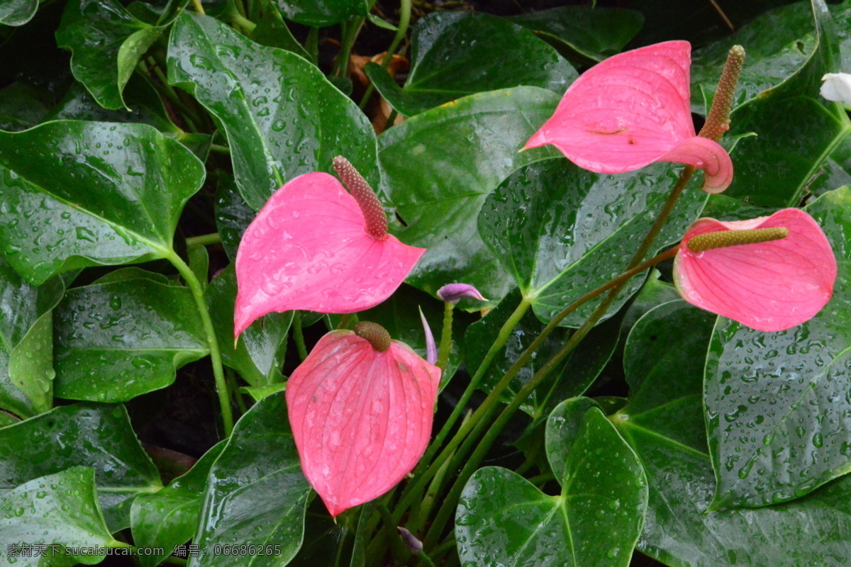 火鹤花 花坛 红掌 花烛 安祖花 红鹅掌 花卉 观赏花卉 植物 花儿 花草 绿化景观 红掌粉掌 生物世界