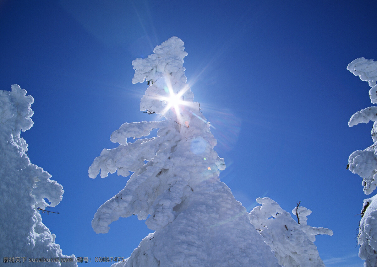 冬天 树梢 上 雪 美丽风景 风光 景色 美景 自然景观 风景摄影 树木 树林 冬季 雪景 阳光 花草树木 生物世界