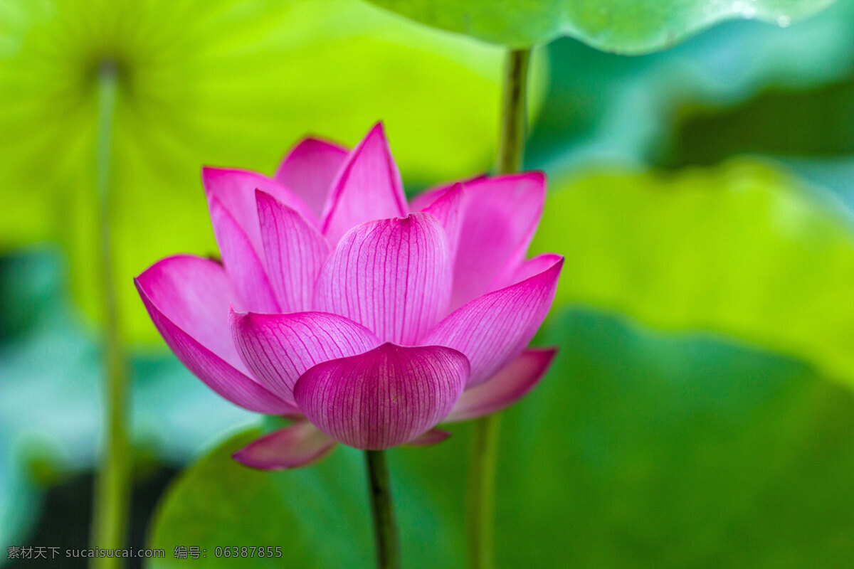 红莲花 荷叶 莲花池 荷花香 荷塘 荷池 莲蓬 莲藕 花粉 荷花 红莲 生物世界 花草