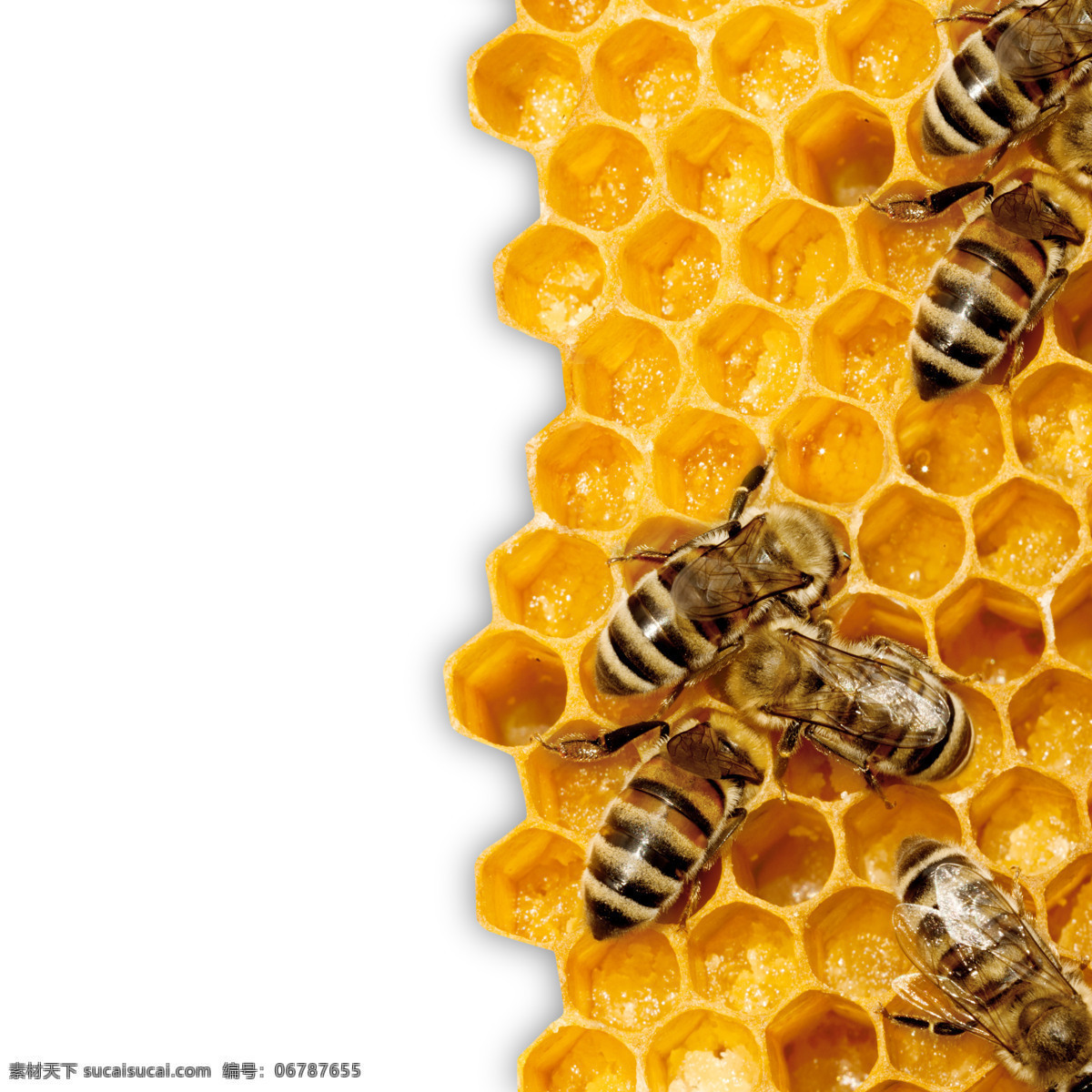 蜜蜂 蜂巢 峰 穴 昆虫 峰穴 蜂蜡 蜜蜂摄影图片 生物世界