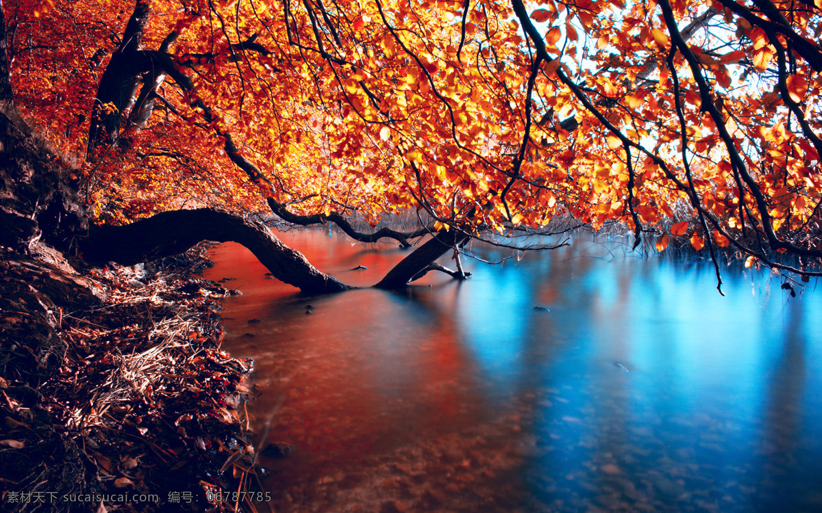 秋天美景 秋天湖面 秋日私语 秋意浓 树叶变黄 美丽风景图 树木树叶 生物世界