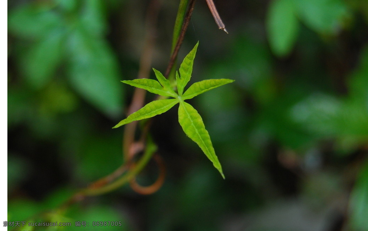 常青藤 植物 草本 绿色 绿叶 自然景色 花草 生物世界