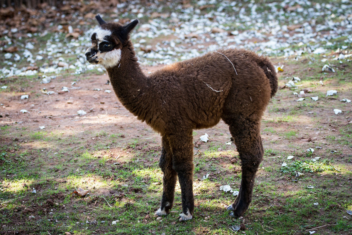 羊驼 草泥马 哺乳动物 动物 vicugna pacos alpaca 宠物
