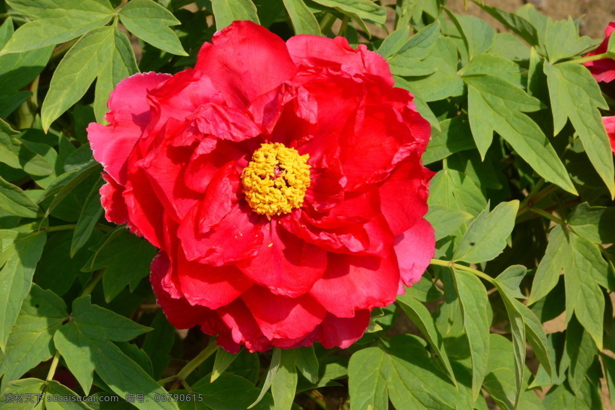 牡丹花 牡丹 观赏花卉 鼠姑 木芍药 百雨金 洛阳花 花朵 花瓣 花蕊 花卉 花儿 花草 植物 园林绿化 绿化景观 芍药牡丹 生物世界