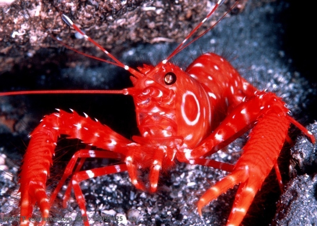 海洋红虾 海洋生物 海洋虾类 野生虾类 观赏虾 海洋珍稀虾类 红虾 生物世界