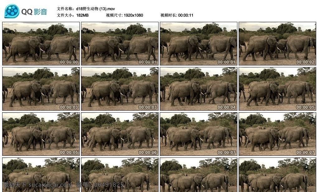 非洲 大象 高清 实拍 视频 大草原 野生动物 迁徙 漫步 象群 小象 标清 动态素材 视频素材 背景视频 影视 多媒体设计 非线编 画面素材 视频剪辑 源文件 mov