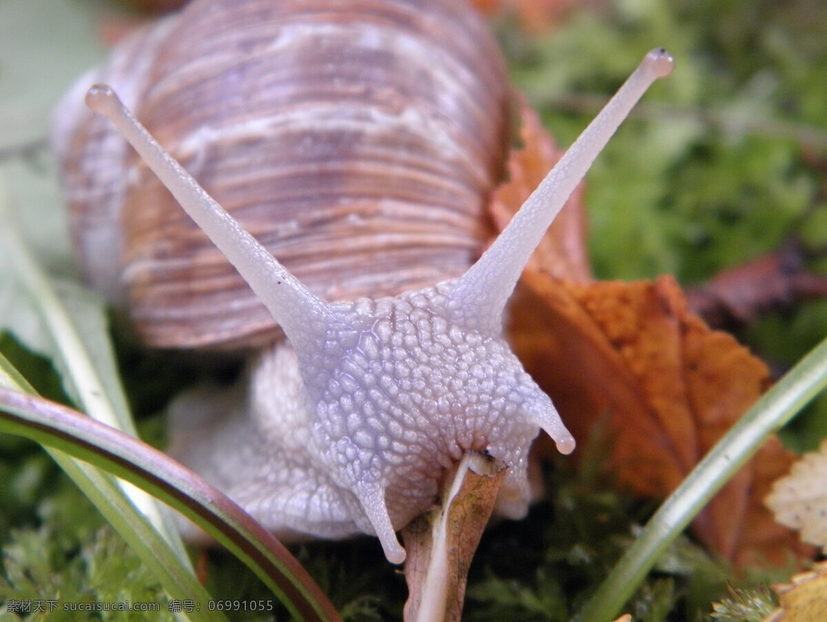 蜗牛 小动物 昆虫 蜗娄牛 水晶螺 驼包蜒蚰 爬行动物 软体动物 腹足纲动物 动物 飞鸟 禽类 生物世界