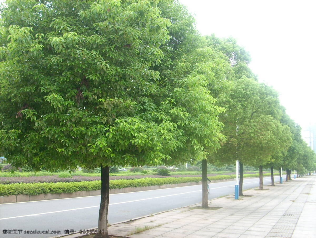 香樟市树 市树 樟树 樟木 绿色 环保 树林 马路 绿化 树木树叶 生物世界