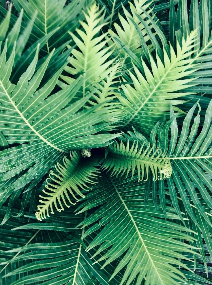 芭蕉叶 花 绿植 矢量 叶子 夏天 清新 植物矢量 叶子矢量 花矢量 绿植矢量 夏季 夏日 背景 花卉 季节 小清新 生态 绿色 绿色背景 植物背景 花卉背景 夏天背景 夏日背景 生物世界 花草