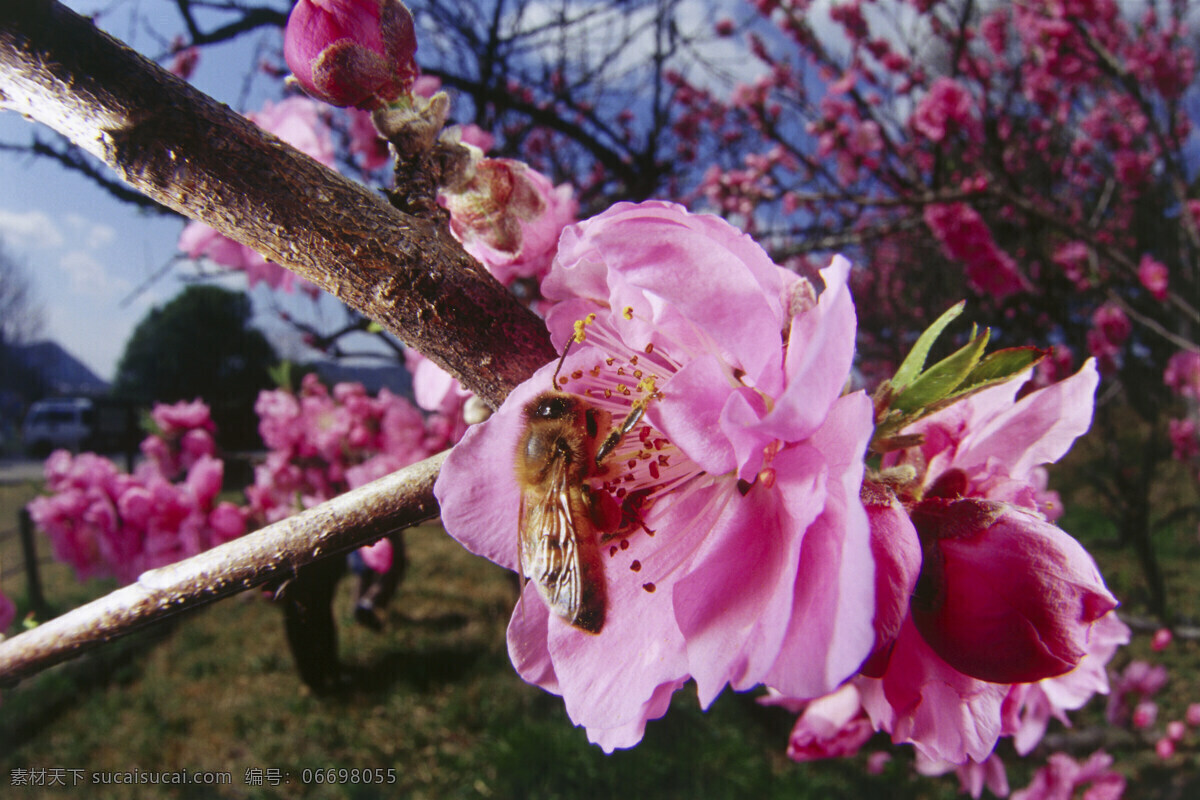 桃花 上 采 蜜 蜜蜂 小蜜蜂 采蜜 美丽鲜花 花丛 花朵 动物世界 昆虫世界 花草树木 生态环境 生物世界 野外 自然界 自然生物 自然生态 高清图片 自然 植物 户外 黑色