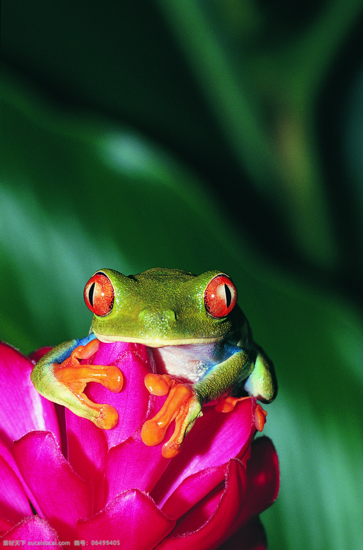 鲜花上的青蛙 野生动物 动物世界 两栖动物 青蛙 摄影图 陆地动物 生物世界 红色
