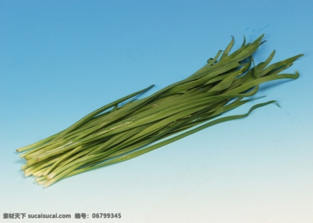 韭菜 蔬菜 四季蔬菜 绿色蔬菜 家常蔬菜 生物世界