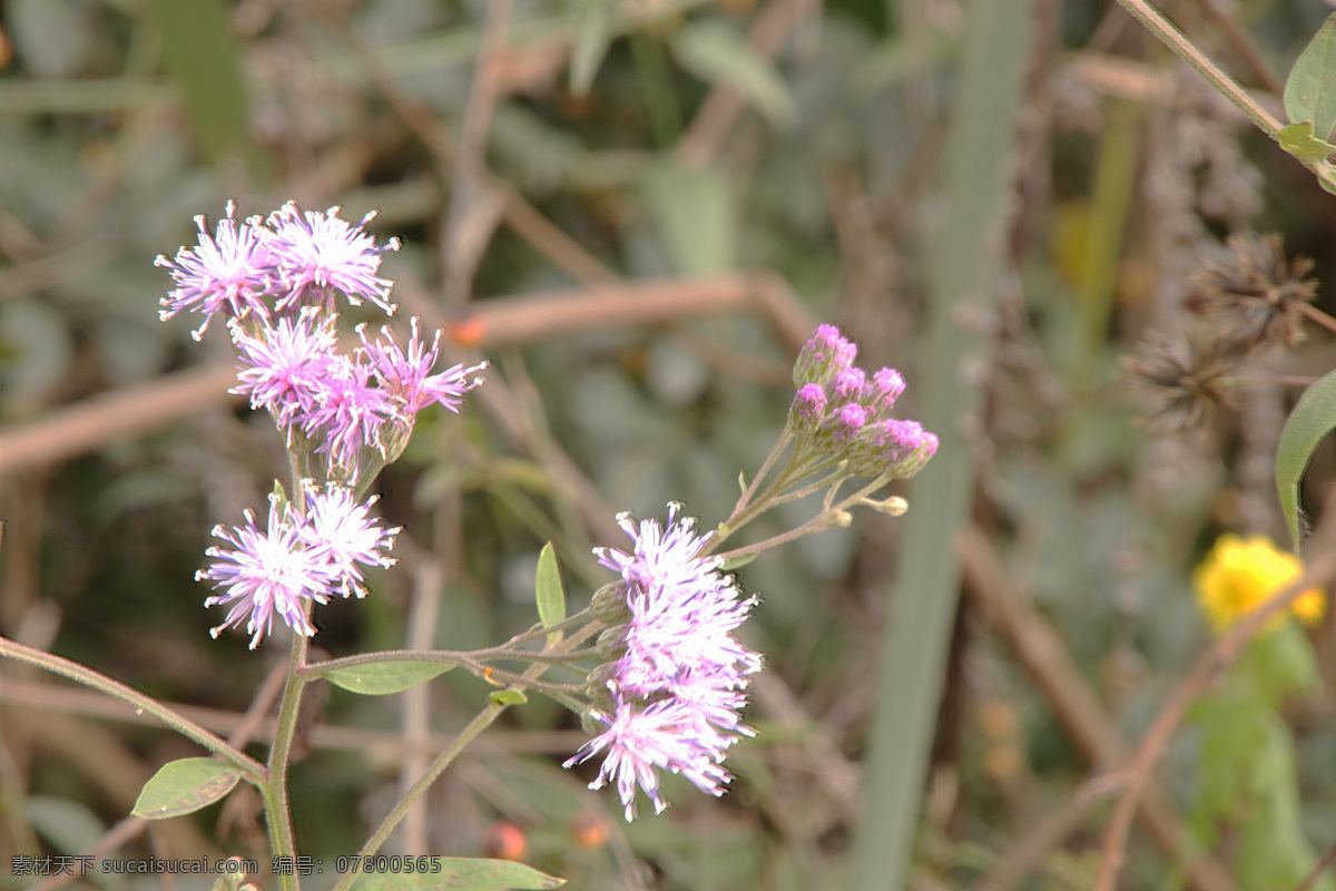 小花 花 野花 鲜花 黄花 小蓟花 生物世界 花草