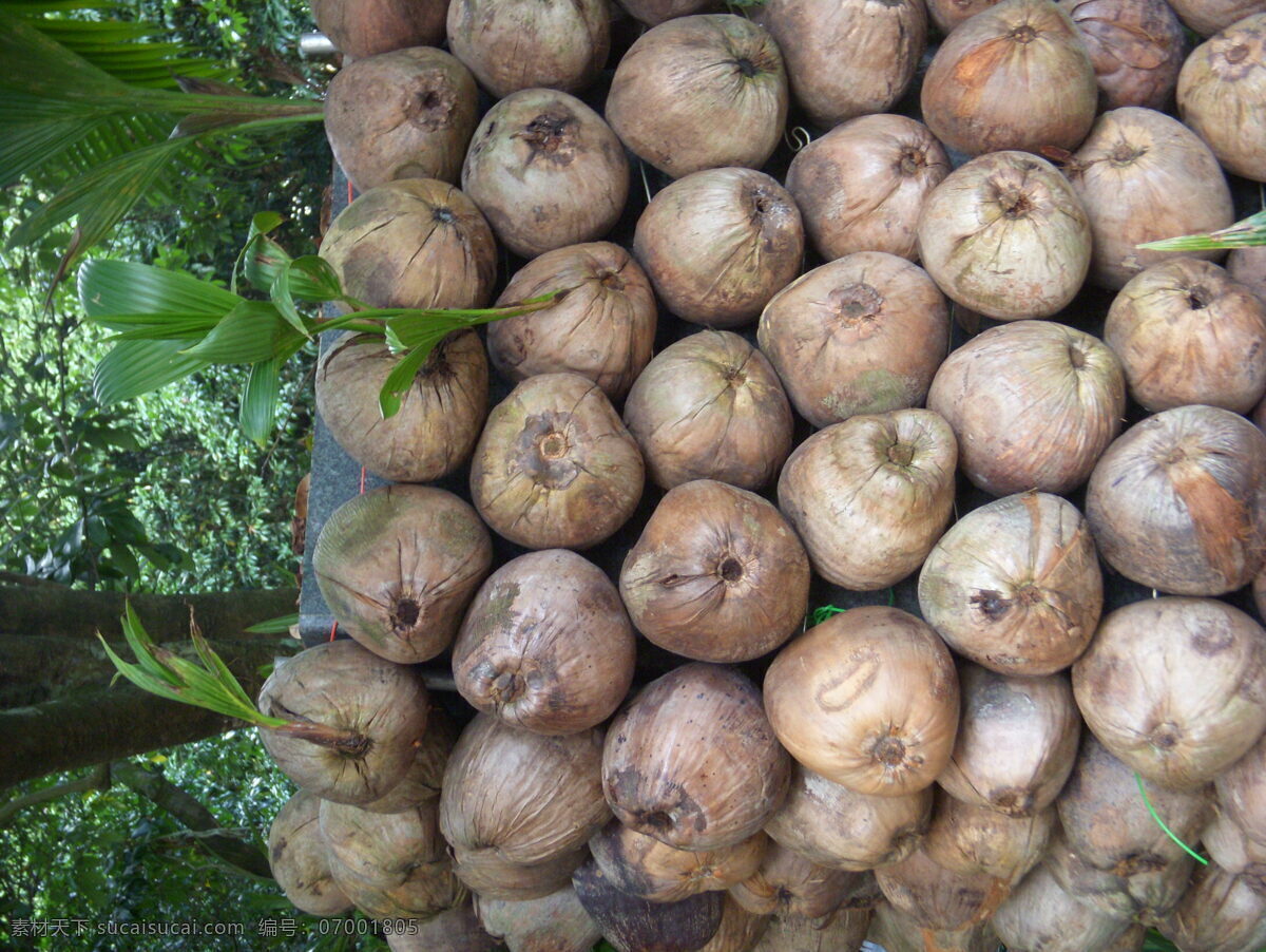 海南椰子堆 海南 椰子 椰子堆 椰子苗 去皮椰子 椰子树种子 自然景观 自然风景 灰色