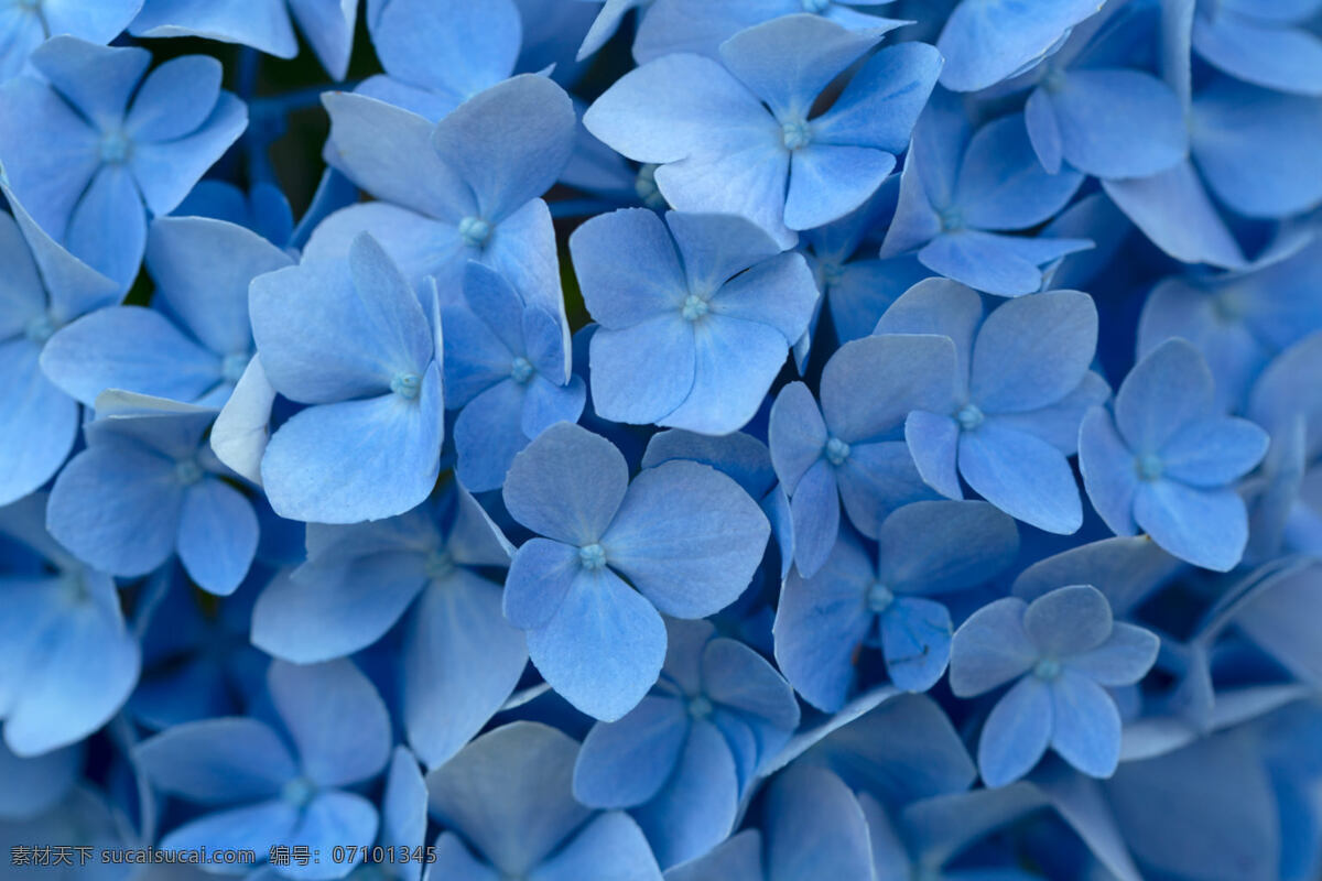 蓝色花海 勿忘我 粉蝶花 蓝色 花瓣 背景 美丽 密集 生物世界 花草
