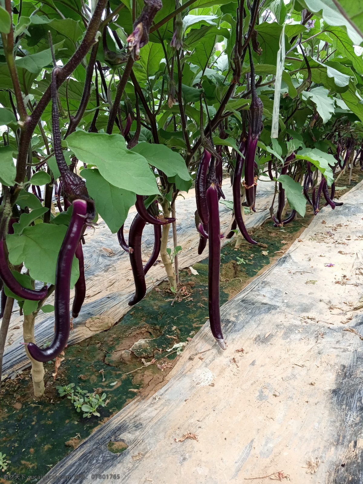 线茄 蔬菜 大棚菜 茄子地 生物世界