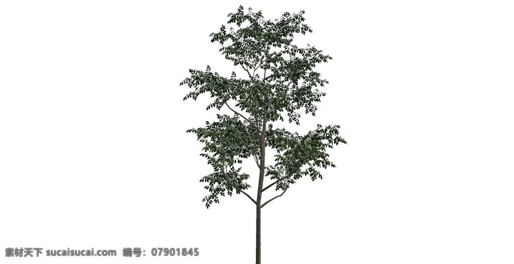 柏树 桑树 槐树 梨树 苹果树 景观树 松树 热带植物 开花 观赏植物 观叶植物 树林 园林植物 阔叶林 沙漠植物 树 绿化植物 景观植物 盆景 盆栽 3d skp 植物 花草 树木 模型 sketchup 草图 大师 文件 植物模型 其他模型 3d设计模型 源文件