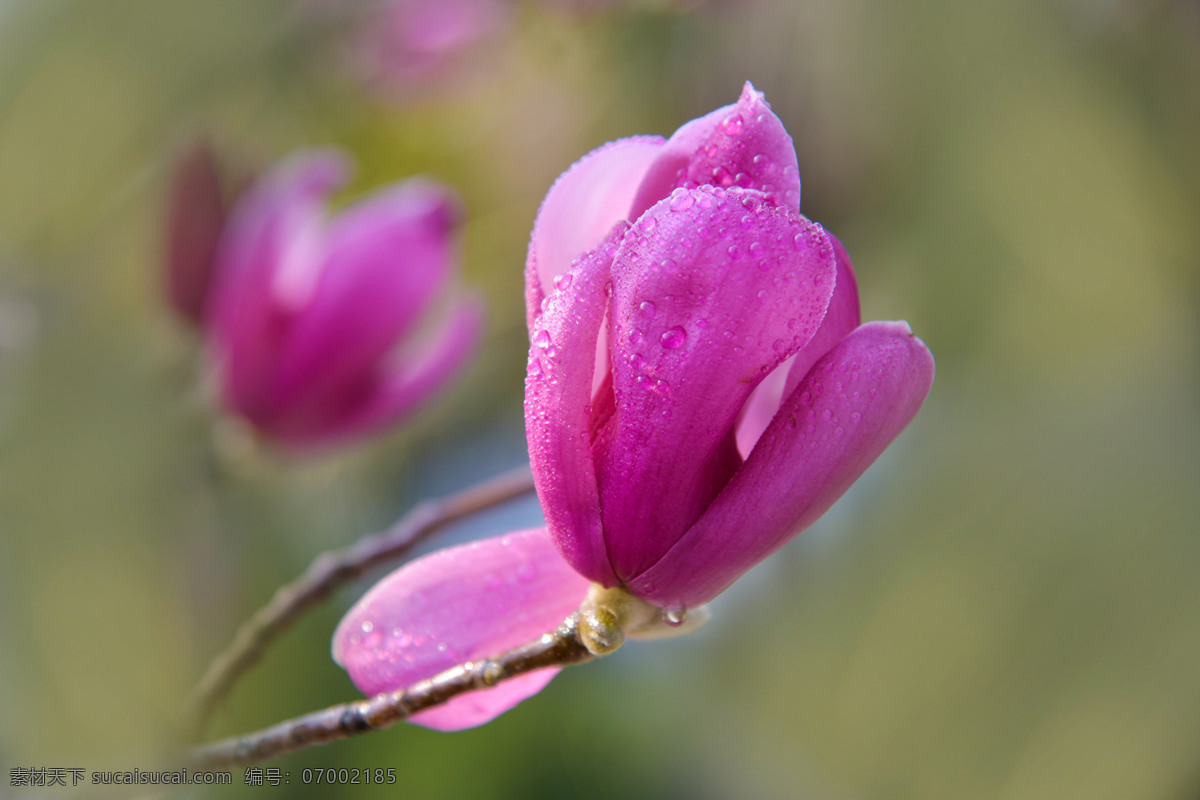 紫玉兰 辛夷花 花卉 花草 花朵 蓓蕾 花蕾 植物 盛开 鲜艳夺目 鲜艳 艳丽 春天 生物世界
