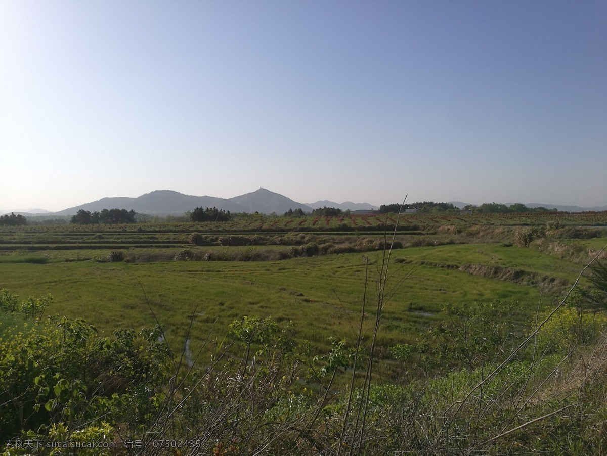 水田 清晨 户外 水稻田 田园 自然景观 田园风光