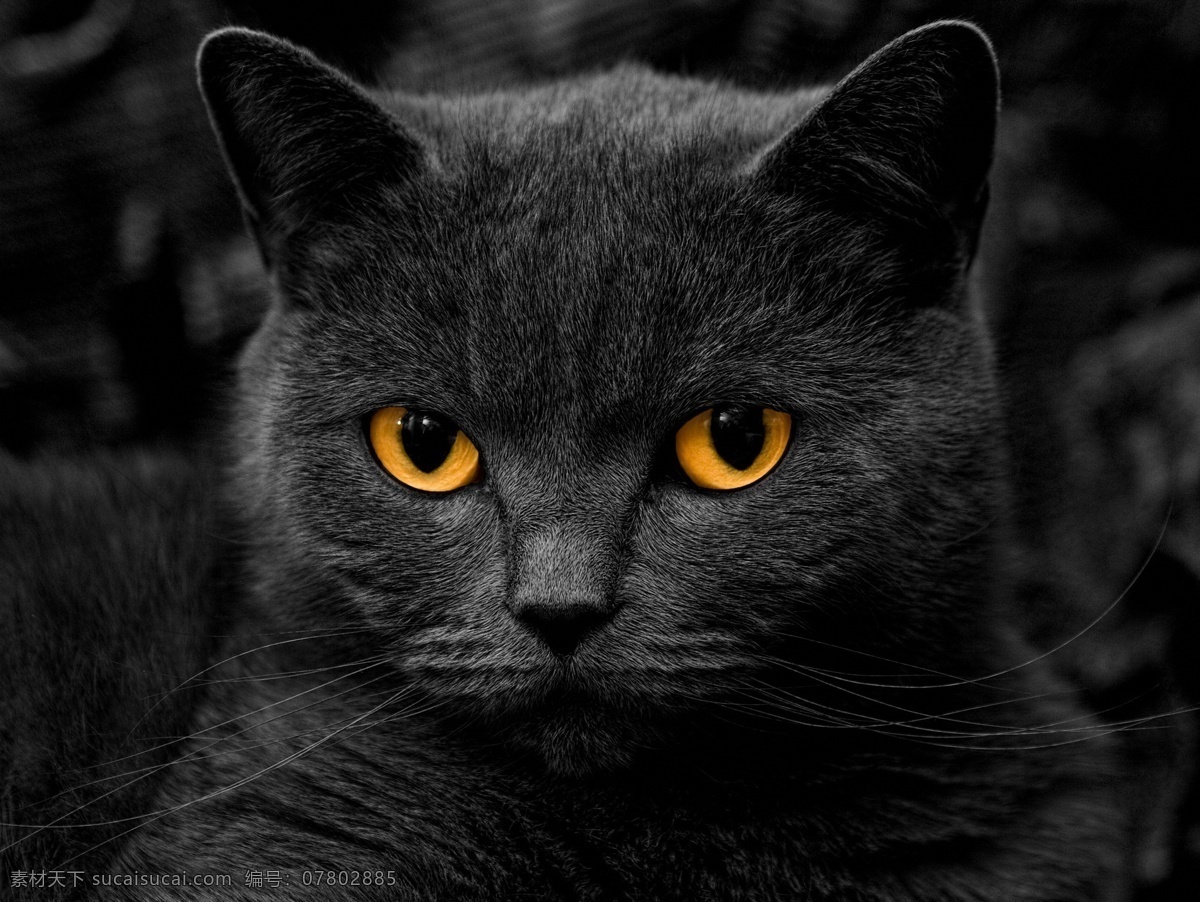 小猫 猫 可爱的 爱干净 朋友 捉鼠 猫咪 猫猫 爬树 宠物 宠物猫 波斯猫 小花猫 小懒猫 猫咪艺术照 玩耍小猫 纯种猫 短毛猫 狸花猫 灵猫 咪星 卖萌 猫科 家禽家畜 生物世界