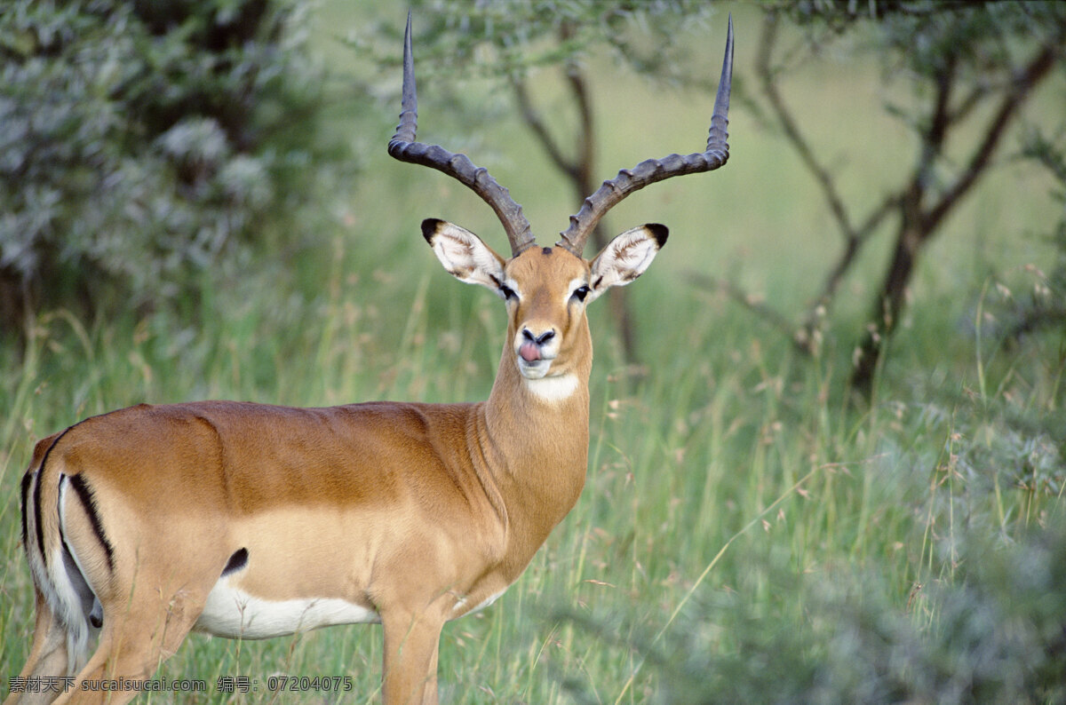 非洲 野生动物 羚羊 非洲野生动物 动物世界 动物 jpg图片 生物世界 摄影图片 脯乳动物 陆地动物 灰色