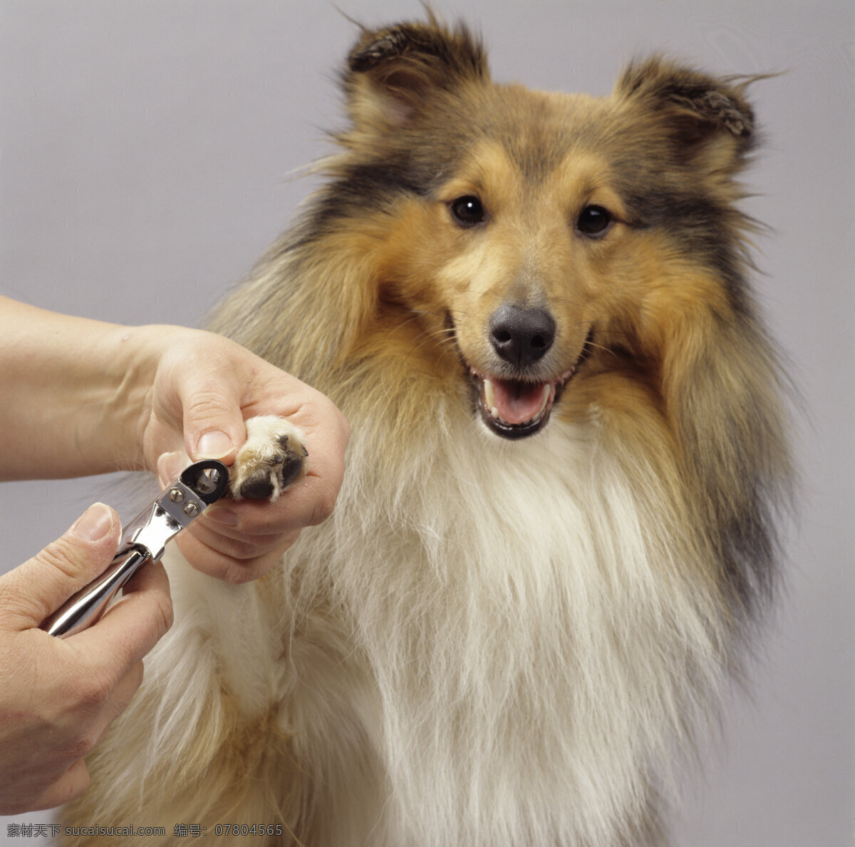 可爱 宠物狗 宠物 小狗 名犬 动物世界 摄影图 狗狗图片 生物世界