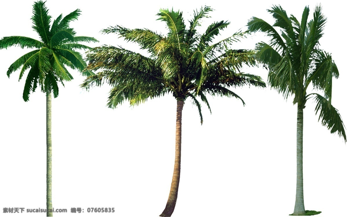 椰子树 源文件 椰子 树 绿色 白色 园林景观树 绿化环保 园林素材 花草树木