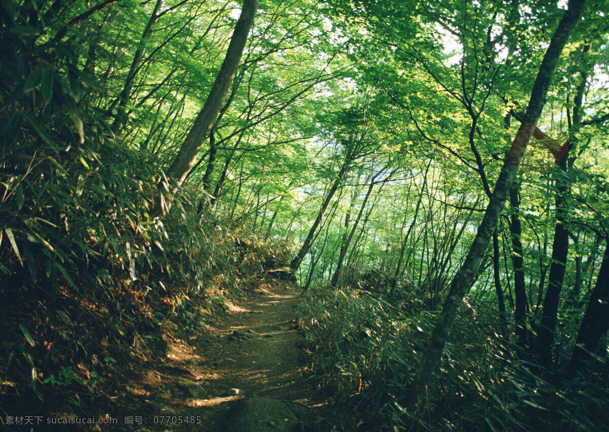 树林图片 森林树木 树林风景图片 树林高清图片 树木树叶 植物素材 生物世界 高清图片 花草树木 黑色