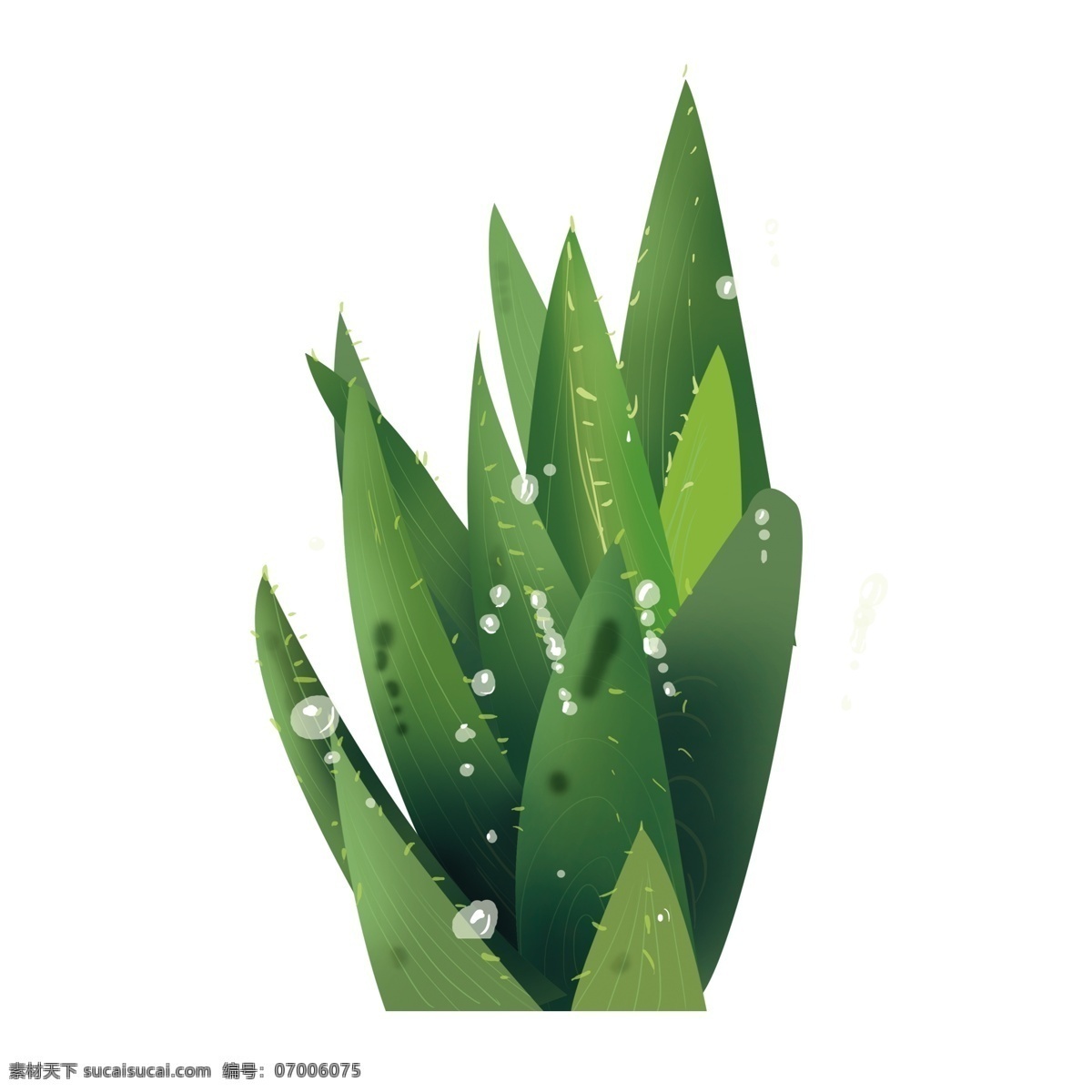 清新 芦荟 卡通 透明 植物 插画 免扣素材 透明素材 卡通素材