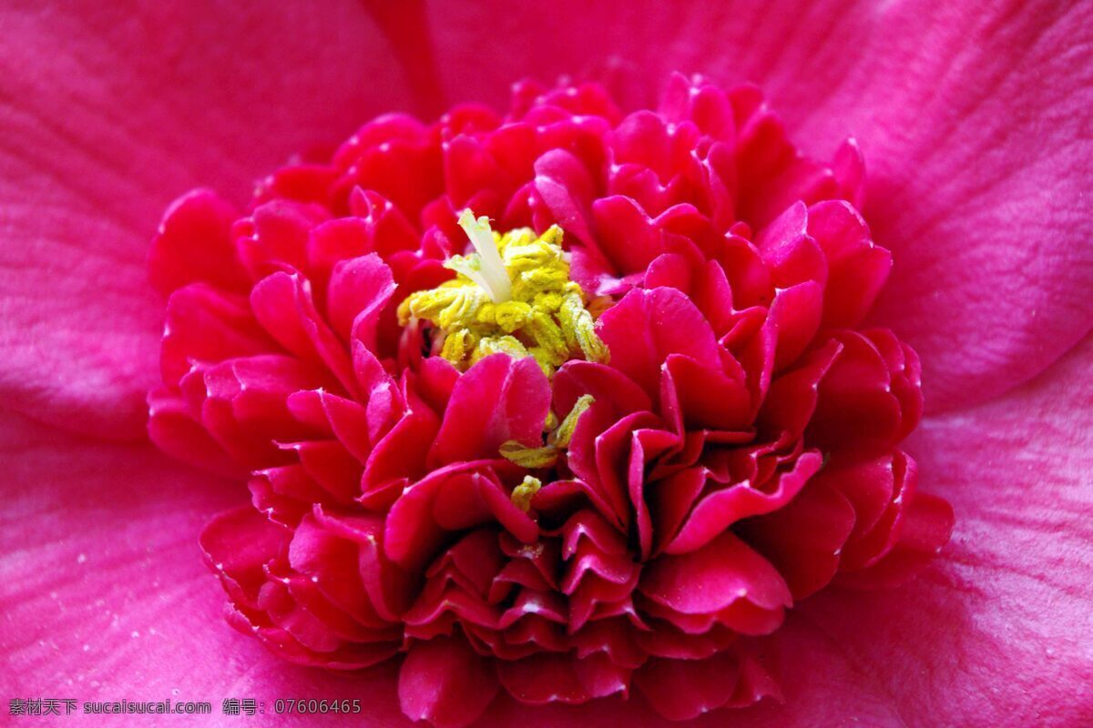红花 花蕊 花草 生物世界