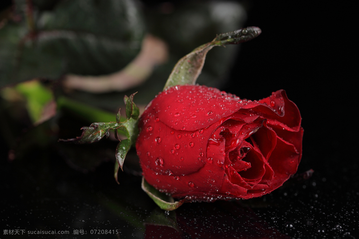 娇艳的玫瑰花 美丽鲜花 红玫瑰 玫瑰花 露珠 水珠 花卉植物 鲜花摄影 漂亮花朵 花草树木 生物世界 黑色