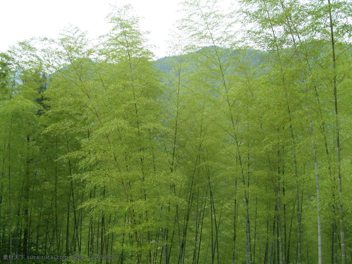 皖南 竹林 安徽 山林 生物世界 树林 树木树叶 竹海 皖南竹林 竹子 矢量图 日常生活