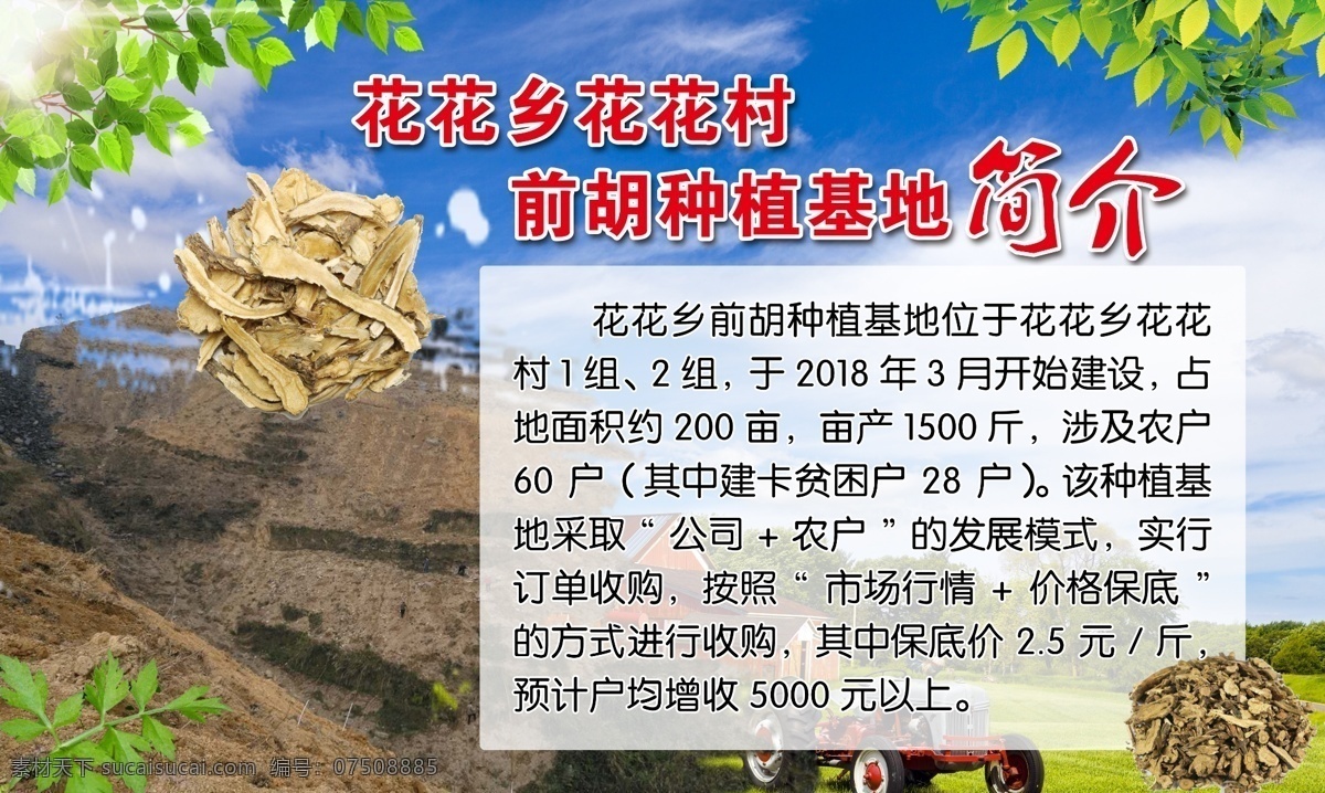 前 胡 种植 基地 简介 前胡 宣传片 私人汇总
