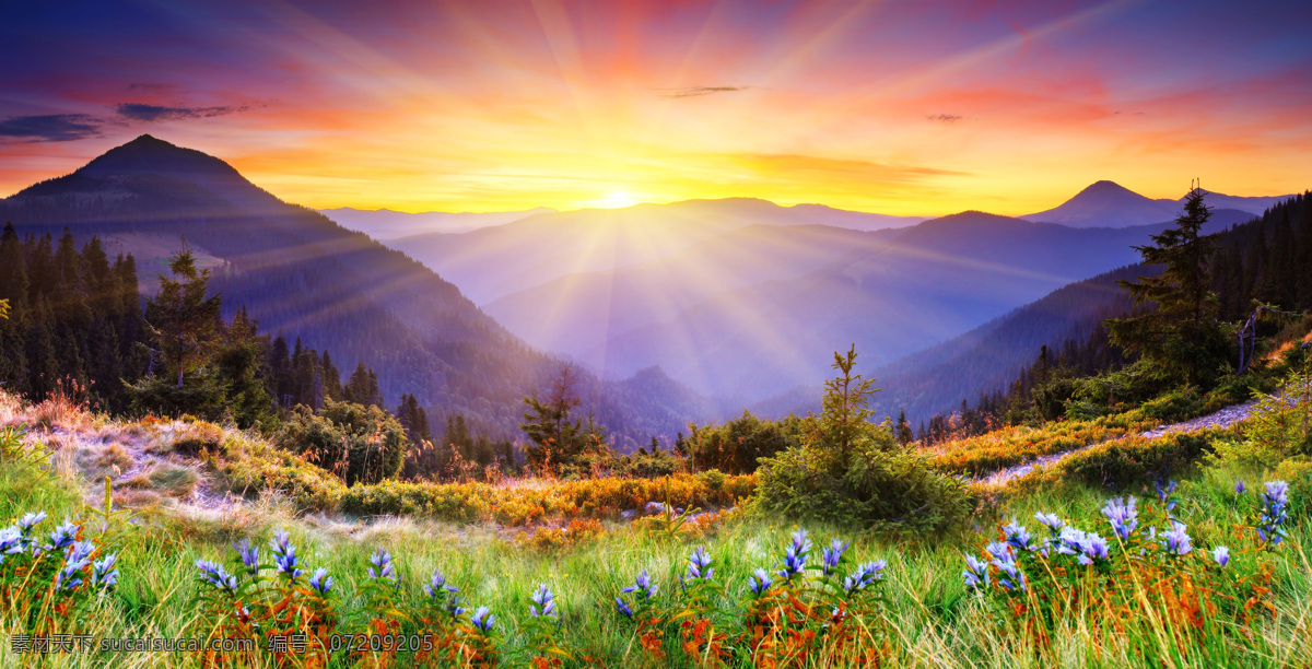 日出 阳光 美景 高山 山顶 山脉 野花 自然 风景 田野 户外 登山 美丽自然 自然景观 自然风景