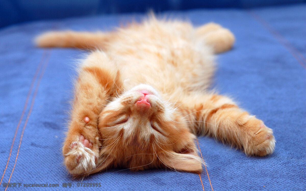 猫咪免费下载 可爱 猫咪 睡觉 卡通 动漫