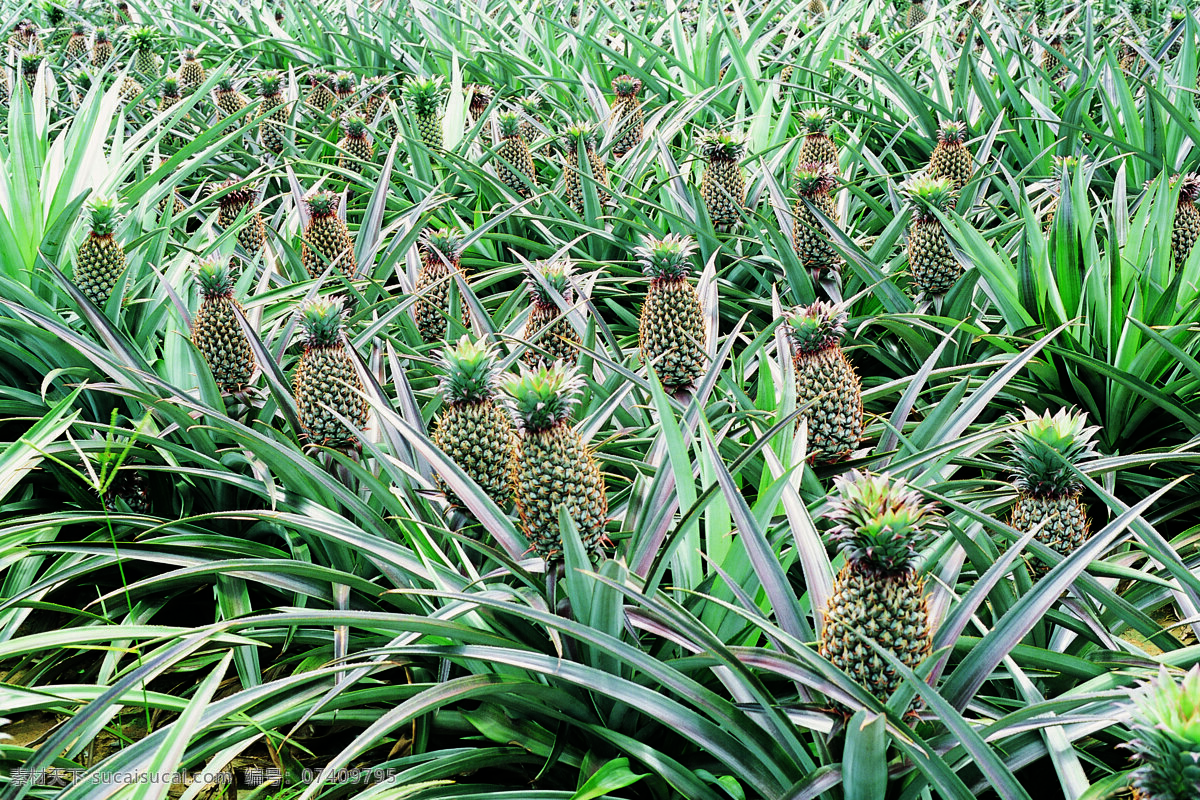 菠萝凤梨 果园 果树 水果 果子 果实 菠萝树 凤梨树 动物植物 果园果树 摄影图 默认分类