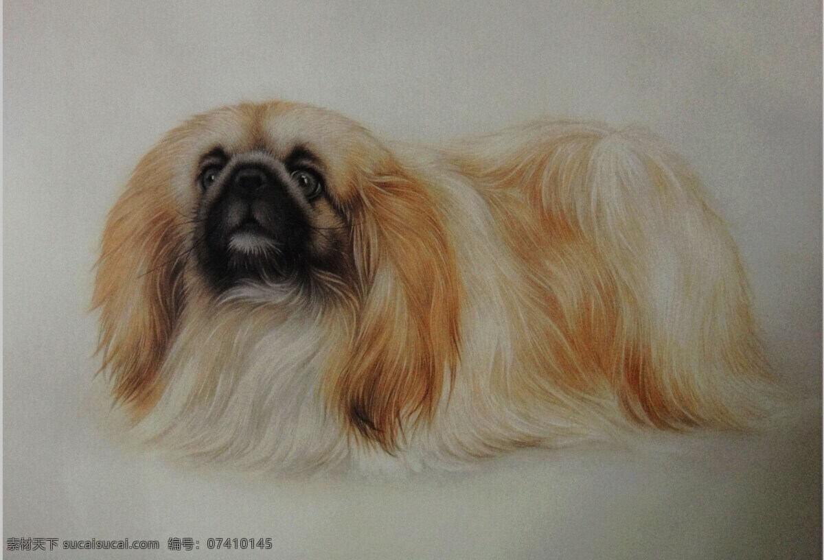 狗 国画 美术绘画 水彩 水彩画 文化艺术 写实 观赏 犬 观赏犬 猎犬 猎狗 中国画 孟祥顺 油画 家居装饰素材