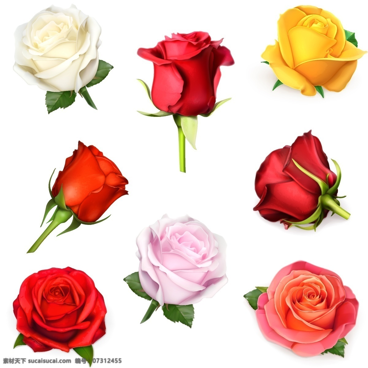 款 彩色 玫瑰花 矢量 白玫瑰 红玫瑰 黄玫瑰 粉玫瑰 彩色玫瑰 漂亮的花朵 盛开的花朵 鲜花 花卉 花朵装饰 情人节素材 文化艺术 节日庆祝