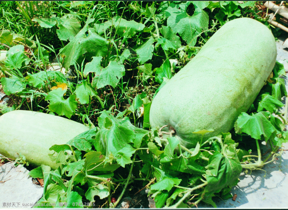 冬瓜 蔬菜 瓜果 草本植物 大冬瓜 生物世界