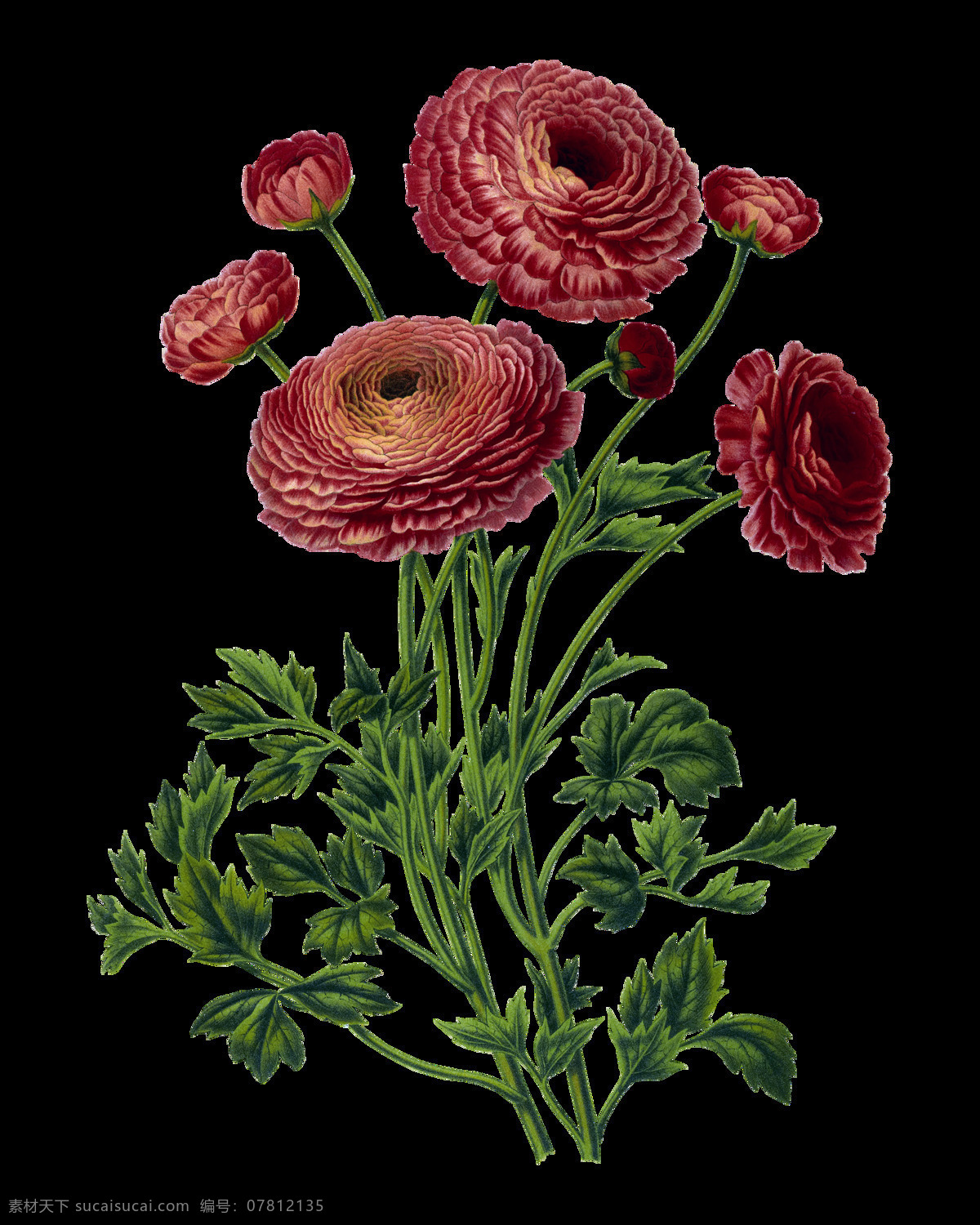 唯美 红色 菊花 元素 含苞待放 梦幻花朵 手绘花朵 手绘花朵素材 水彩 鲜花花朵 鲜花花蕾 鲜花素材花卉