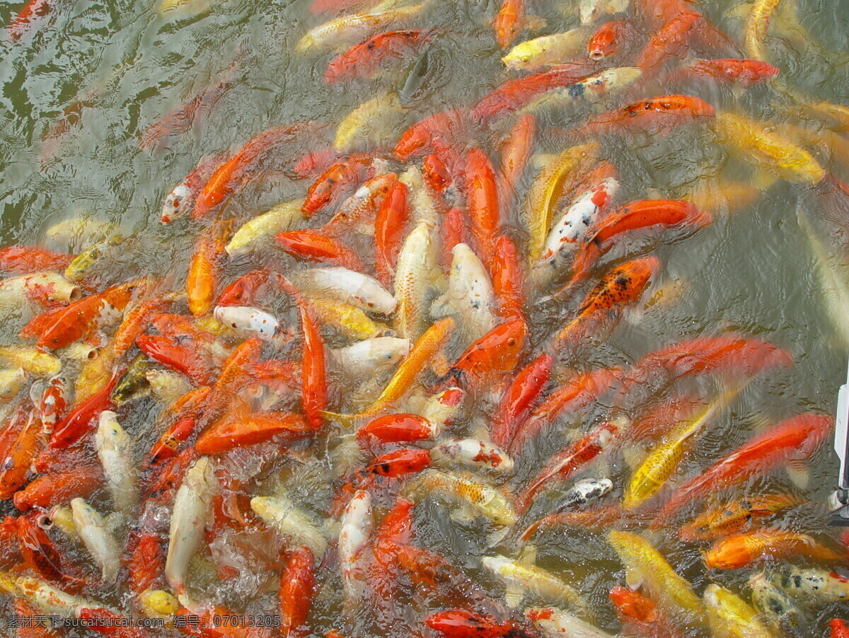 鱼类 摄影图库 生物世界 锦鲤群