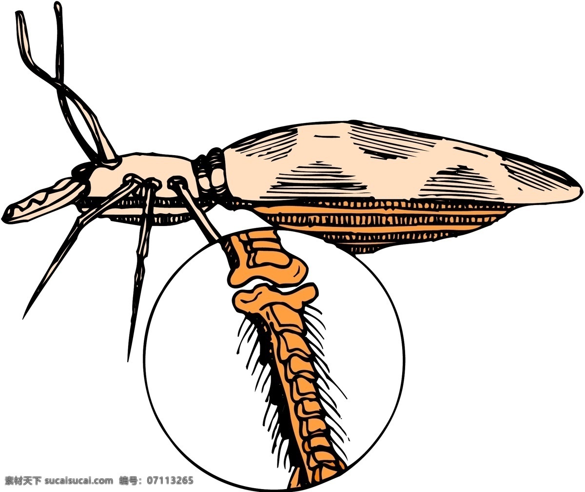 甲虫 昆虫 矢量素材 格式 eps格式 设计素材 昆虫世界 矢量动物 矢量图库 白色