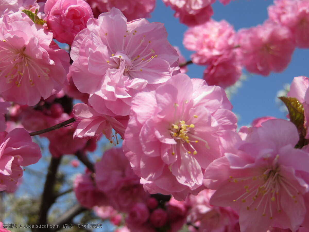 碧桃 粉色 春天 嫩叶 树枝 花朵 花草 生物世界