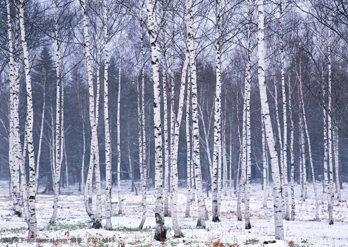 雪景 雪树 唯美 自然景观 自然风景