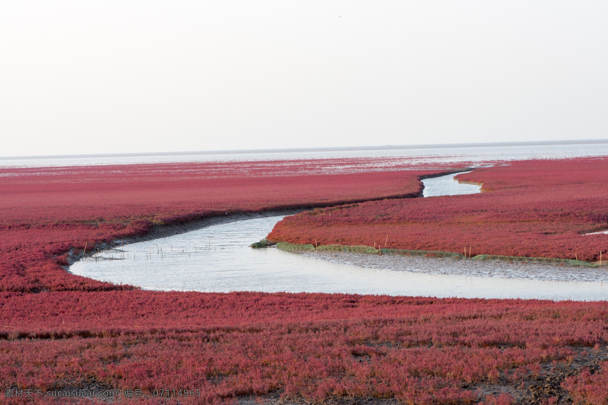 红海滩 红海 滩 红色 风景 廊道 旅游摄影 自然风景