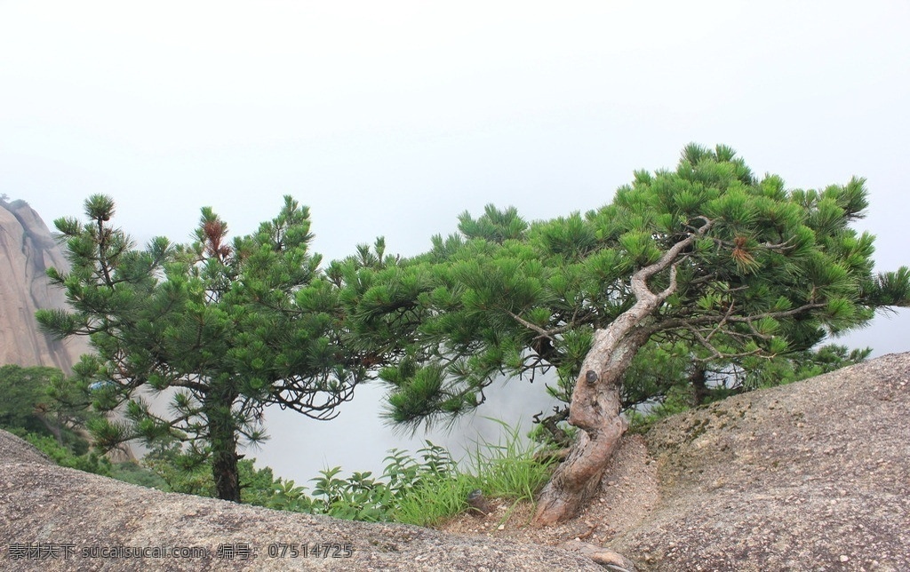 黄山 迎客松 风景 旅游 美丽 山水风景 自然景观