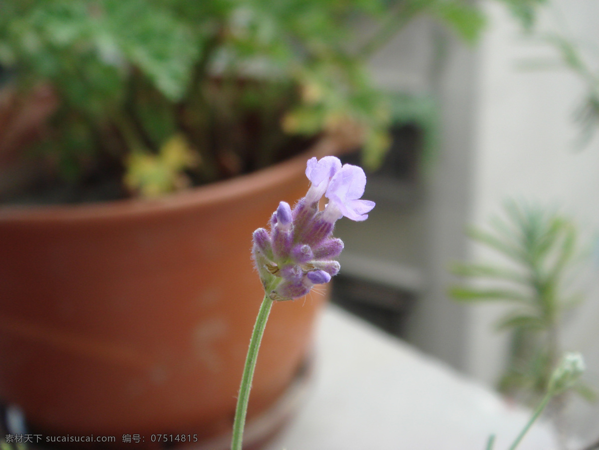 薰衣草 草 花 紫色 紫色的花 爱情 花语 期待爱情 植物 花卉 花朵 漂亮小花 生物世界 花草 摄影图库